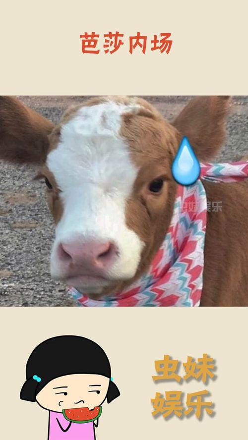 娱乐吃瓜酱缉毒犬,忠诚守护，无畏前行