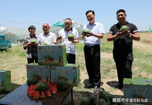 娱乐吃瓜小菠萝小说,小菠萝的吃瓜日常