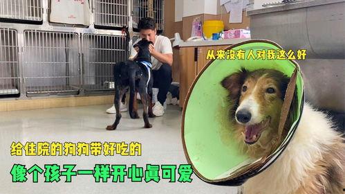 娱乐吃瓜酱救狗还是救人,救狗还是救人的道德抉择