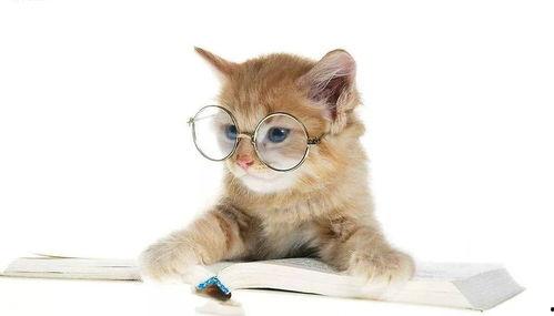 娱乐吃瓜小猫咪小说免费阅读,揭秘娱乐圈幕后风云
