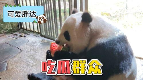 娱乐吃瓜熊猫视频大全,吃瓜视频大全盘点