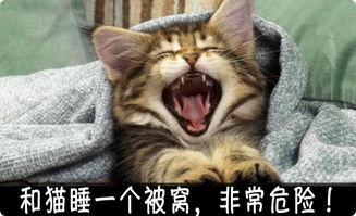 娱乐吃瓜君罗小猫,娱乐吃瓜界的“猫界网红”