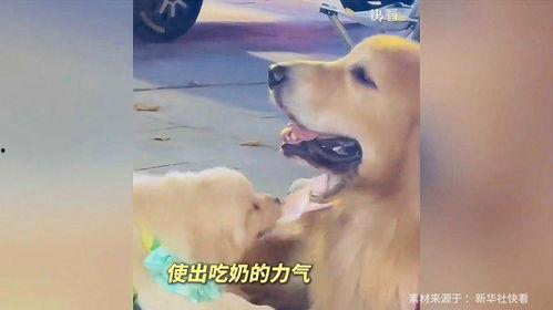 娱乐吃瓜酱精神抚慰犬