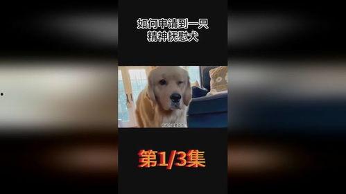 娱乐吃瓜酱精神抚慰犬
