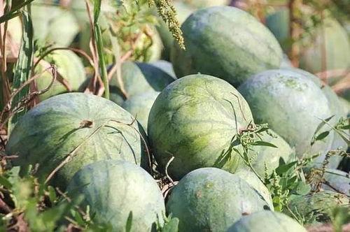 吃瓜娱乐木木子