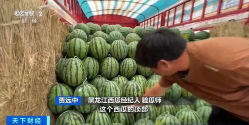 娱乐吃瓜君小麦